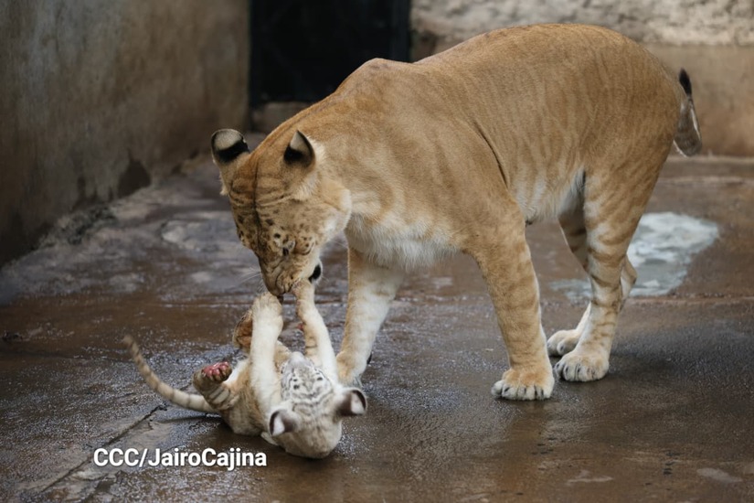 TIGRES3