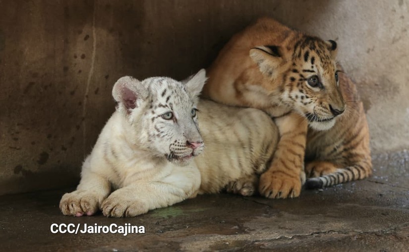 TIGRES8