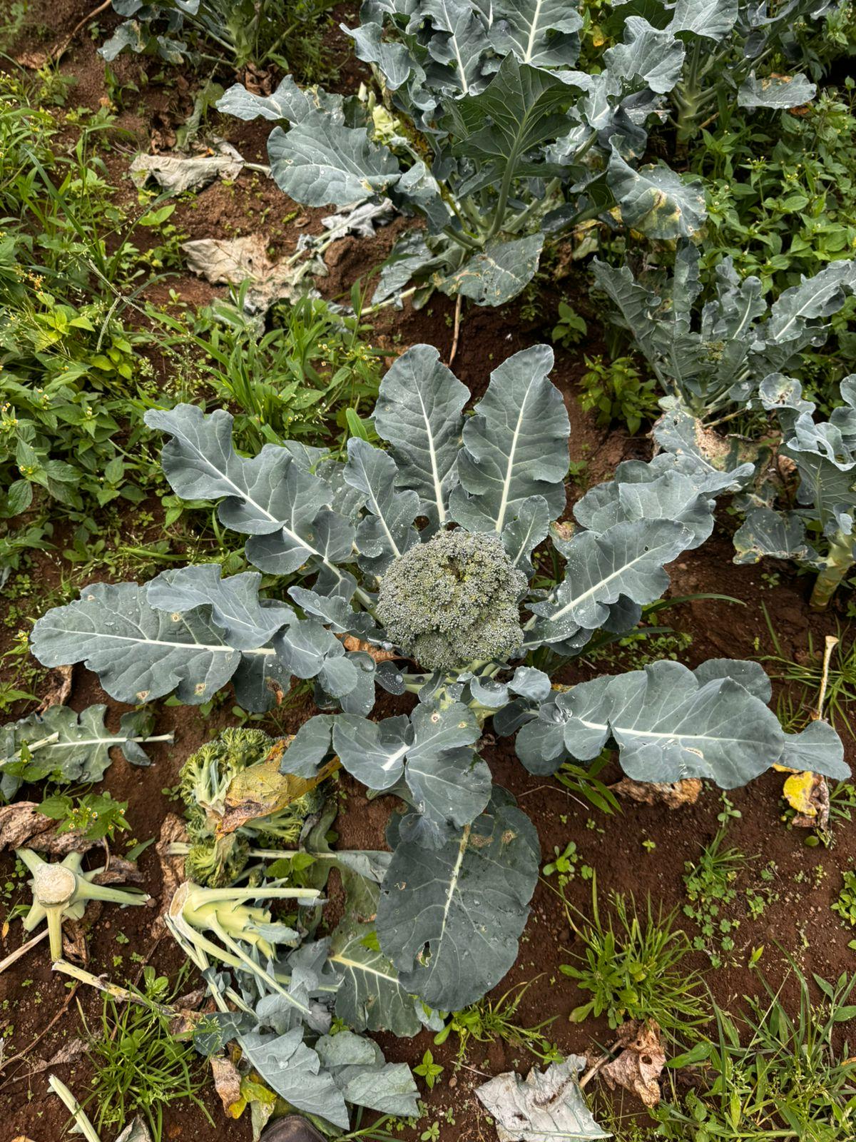 BROCOLI3