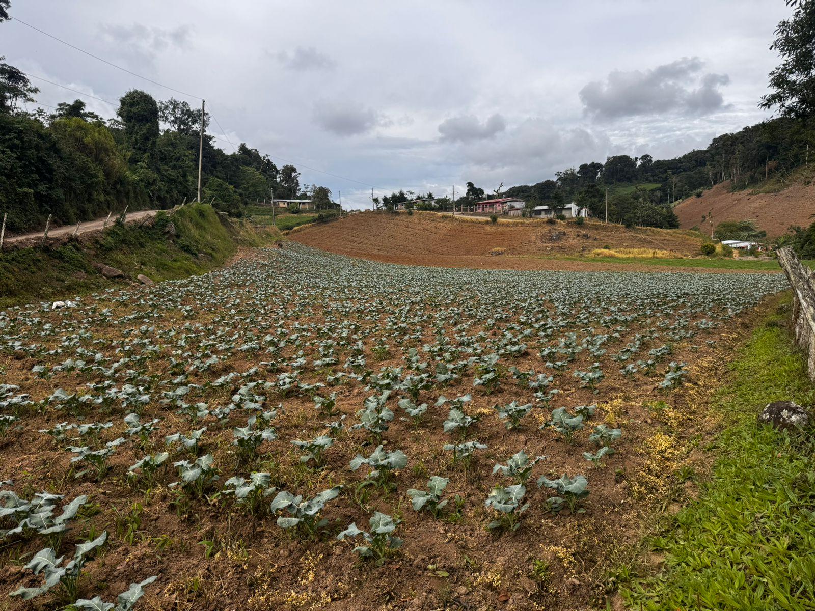 BROCOLI4