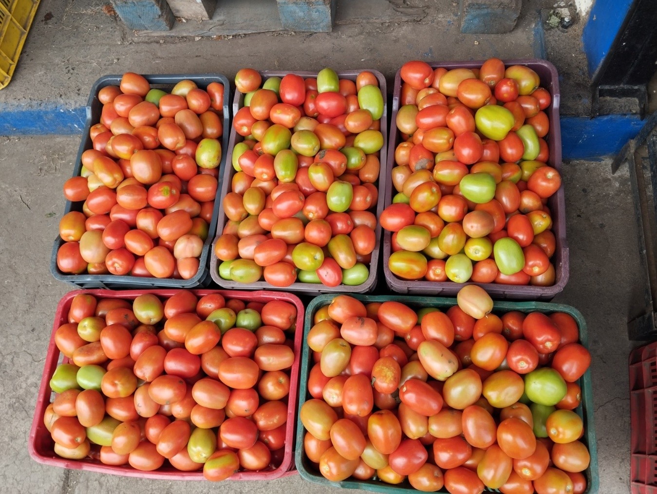 TOMATE6