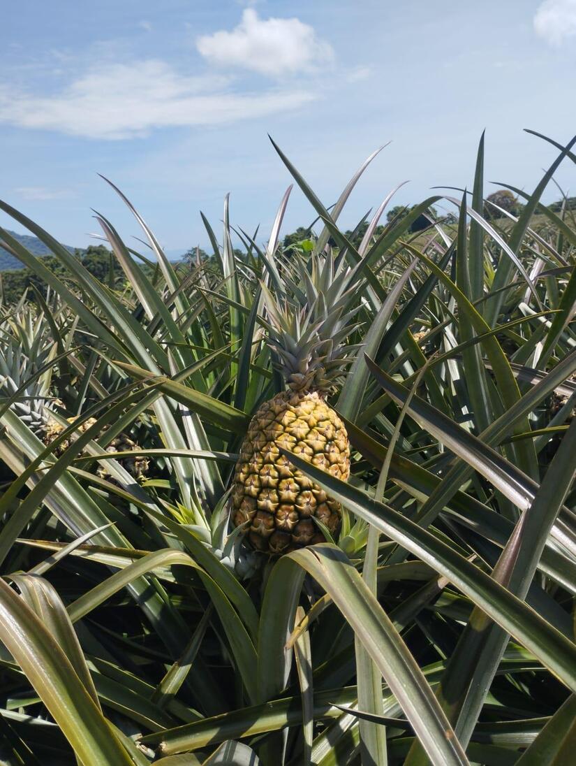 PINA1