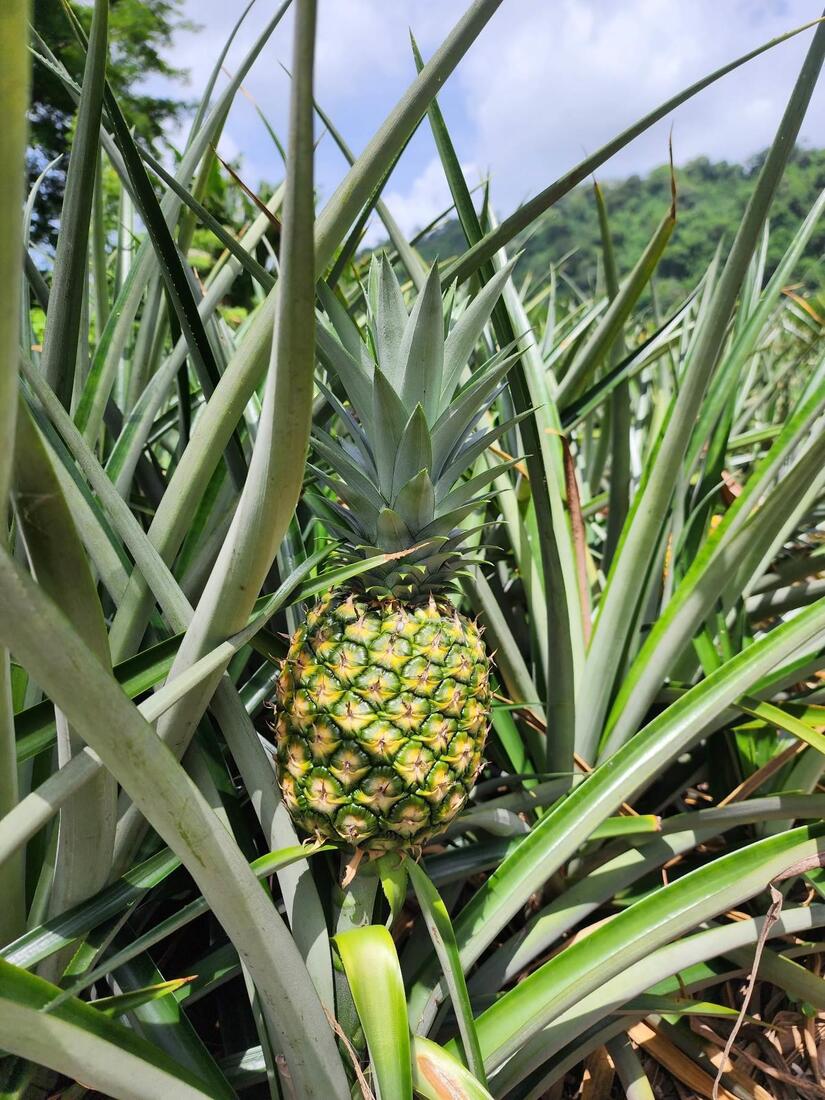 PINA4