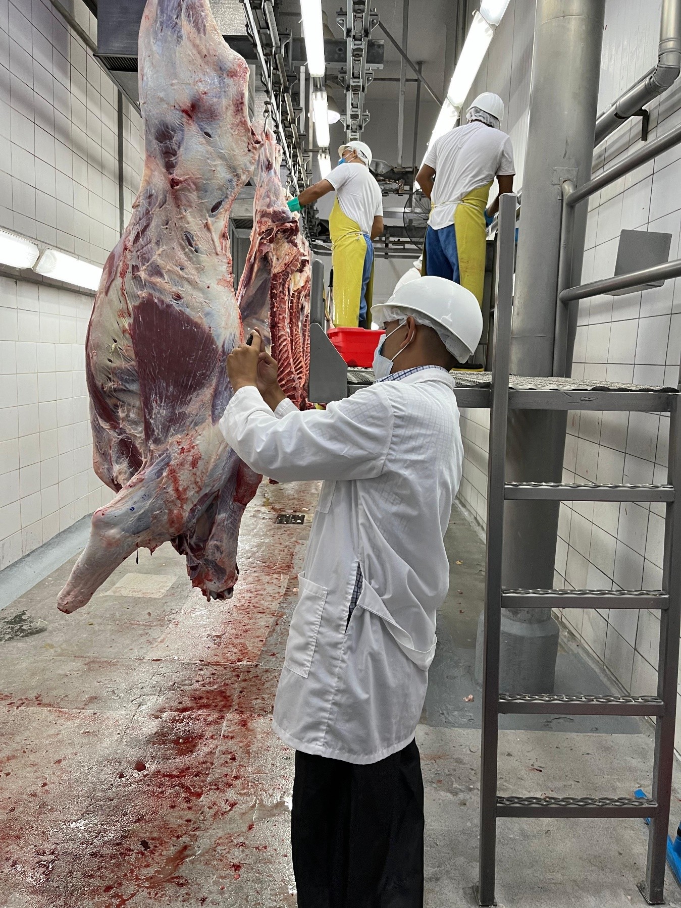 CARNE-BOVINA-1
