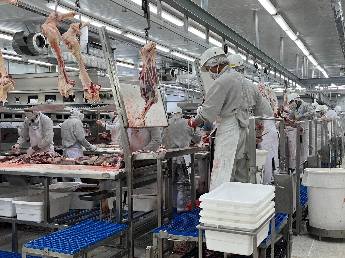CARNE-BOVINA-4