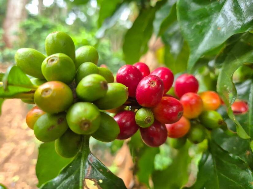 INTA-7