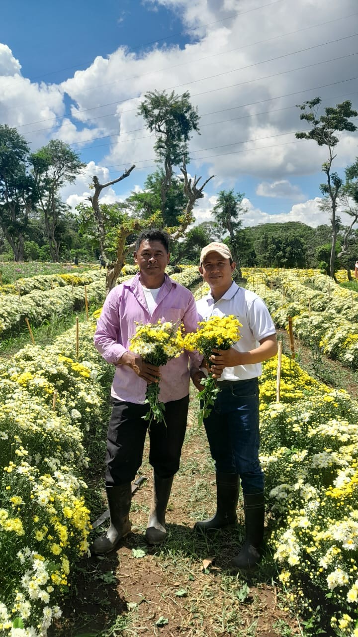 FLORES2