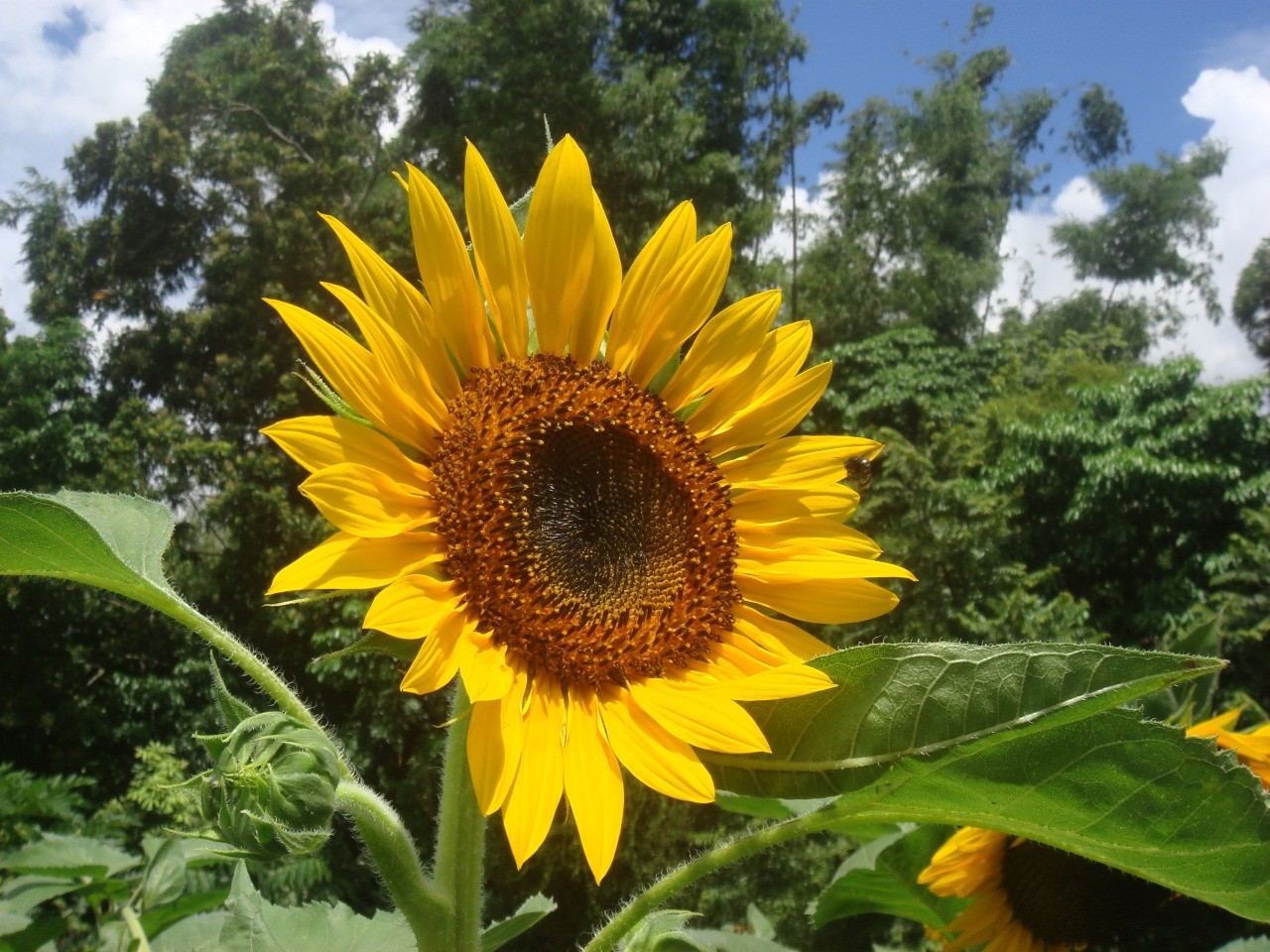 FLORES7