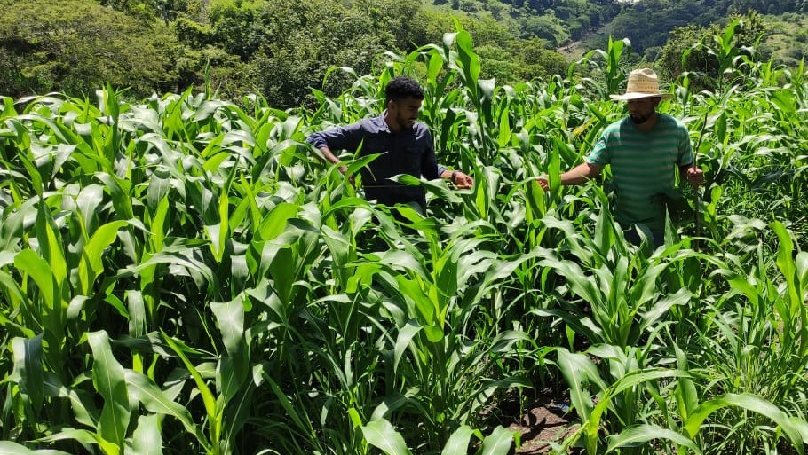 SORGO3