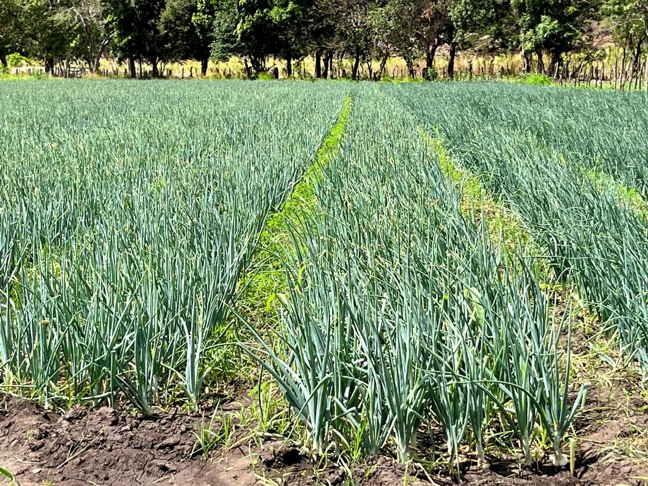 CEBOLLA-BLANCA1