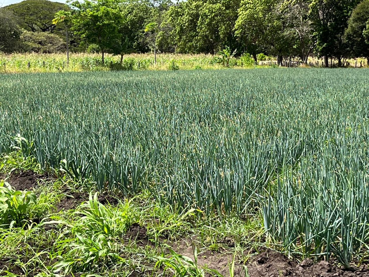 CEBOLLA-BLANCA3