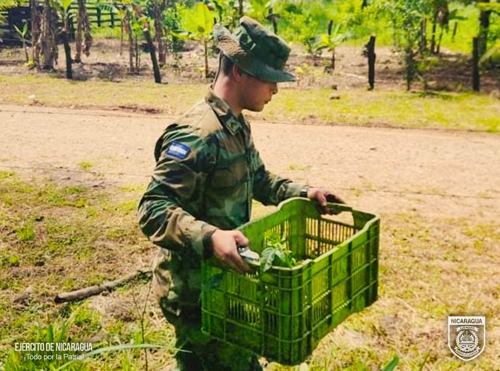 REFORESTACION5