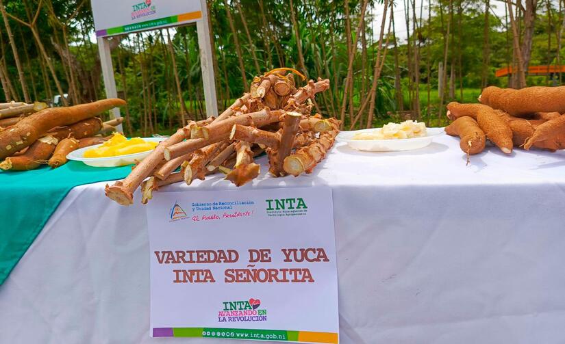 YUCA2