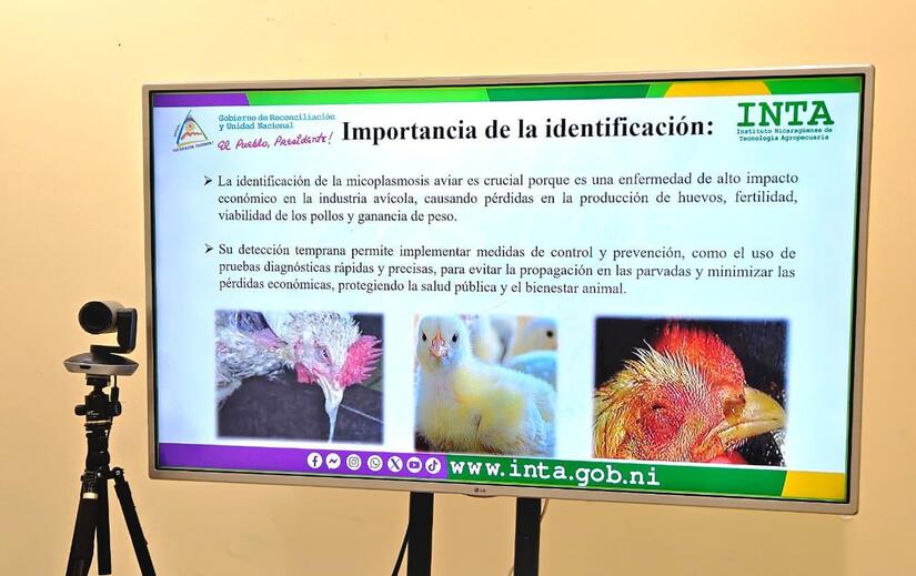 INTA6