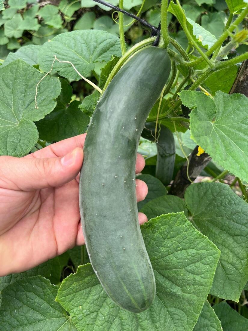 PEPINO3