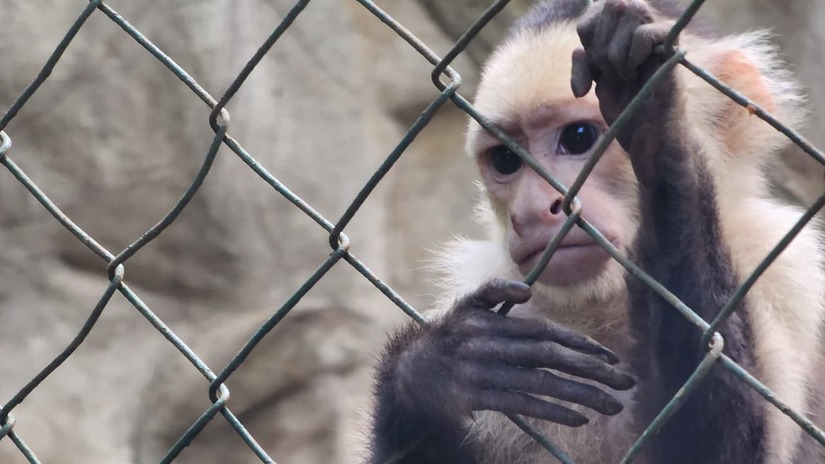 ZOOLOGICO-(12)