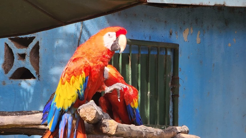ZOOLOGICO-(14)