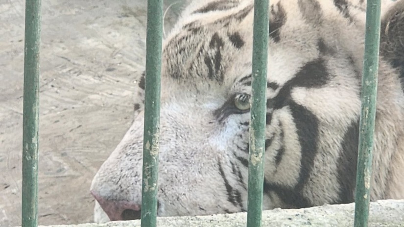 ZOOLOGICO-(8)