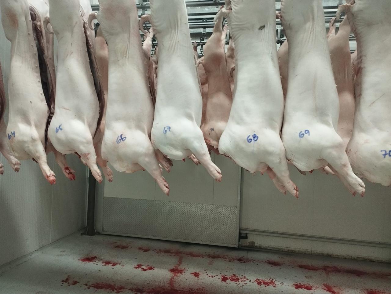 CARNE-PORCINA1