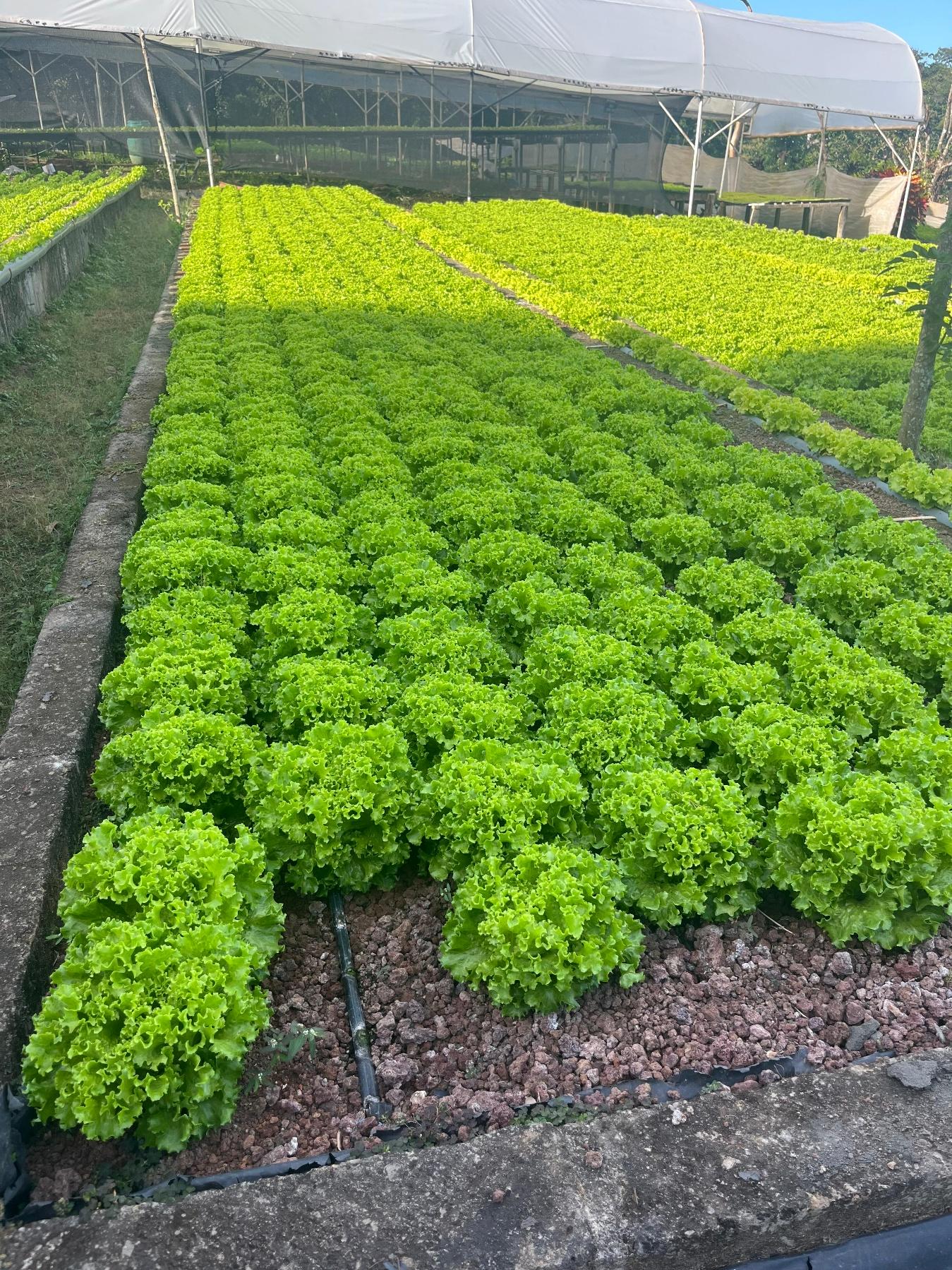 LECHUGA1