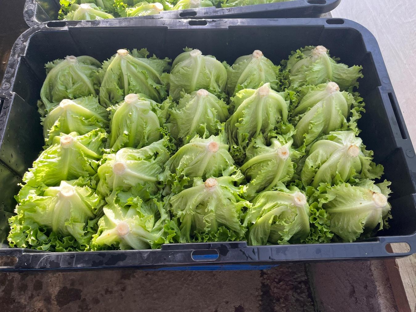LECHUGA4