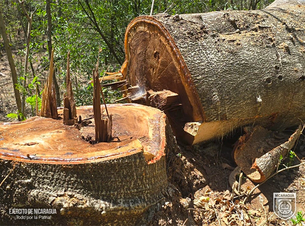 MADERA-(3)