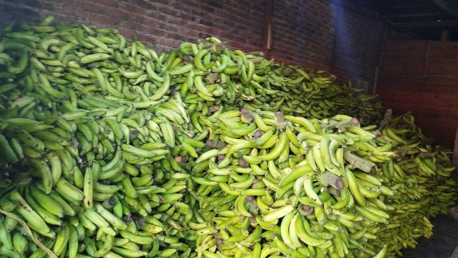 PLATANO1