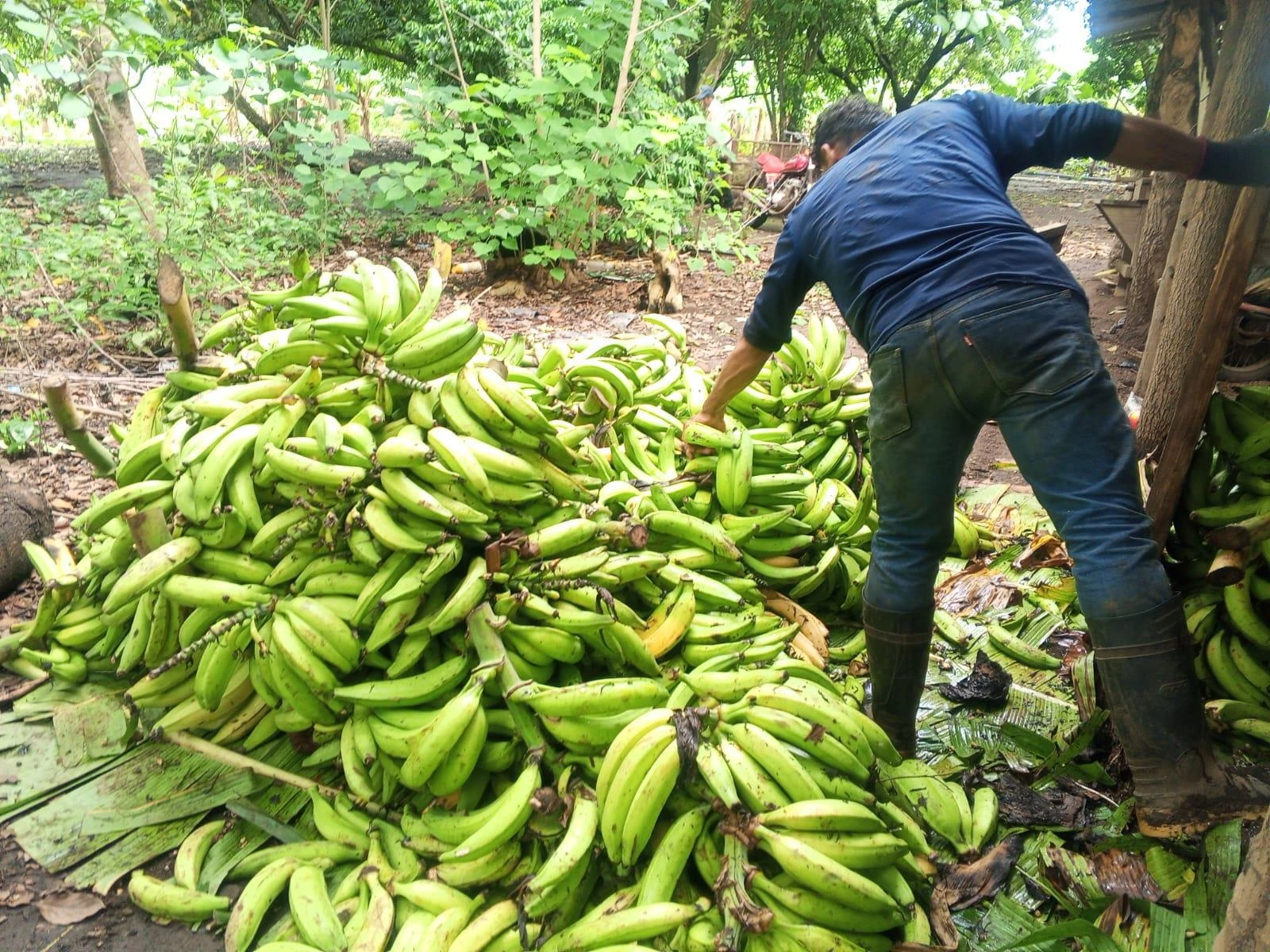 PLATANO2