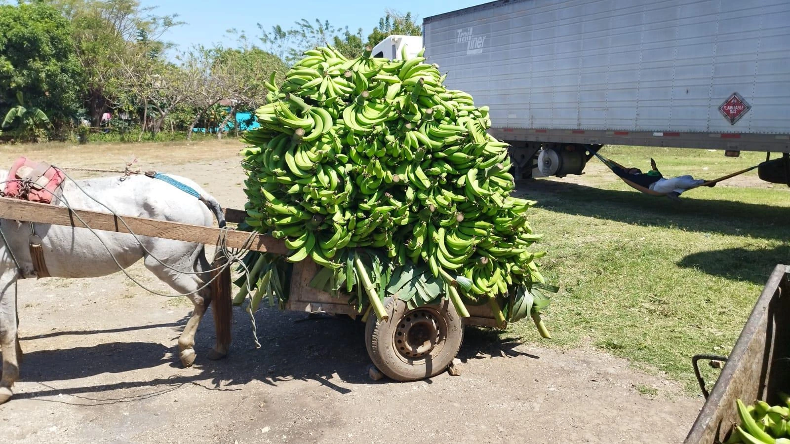 PLATANO3