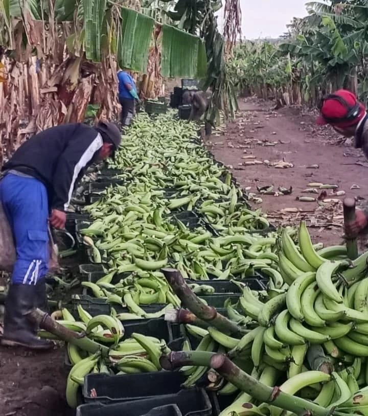 PLATANO4