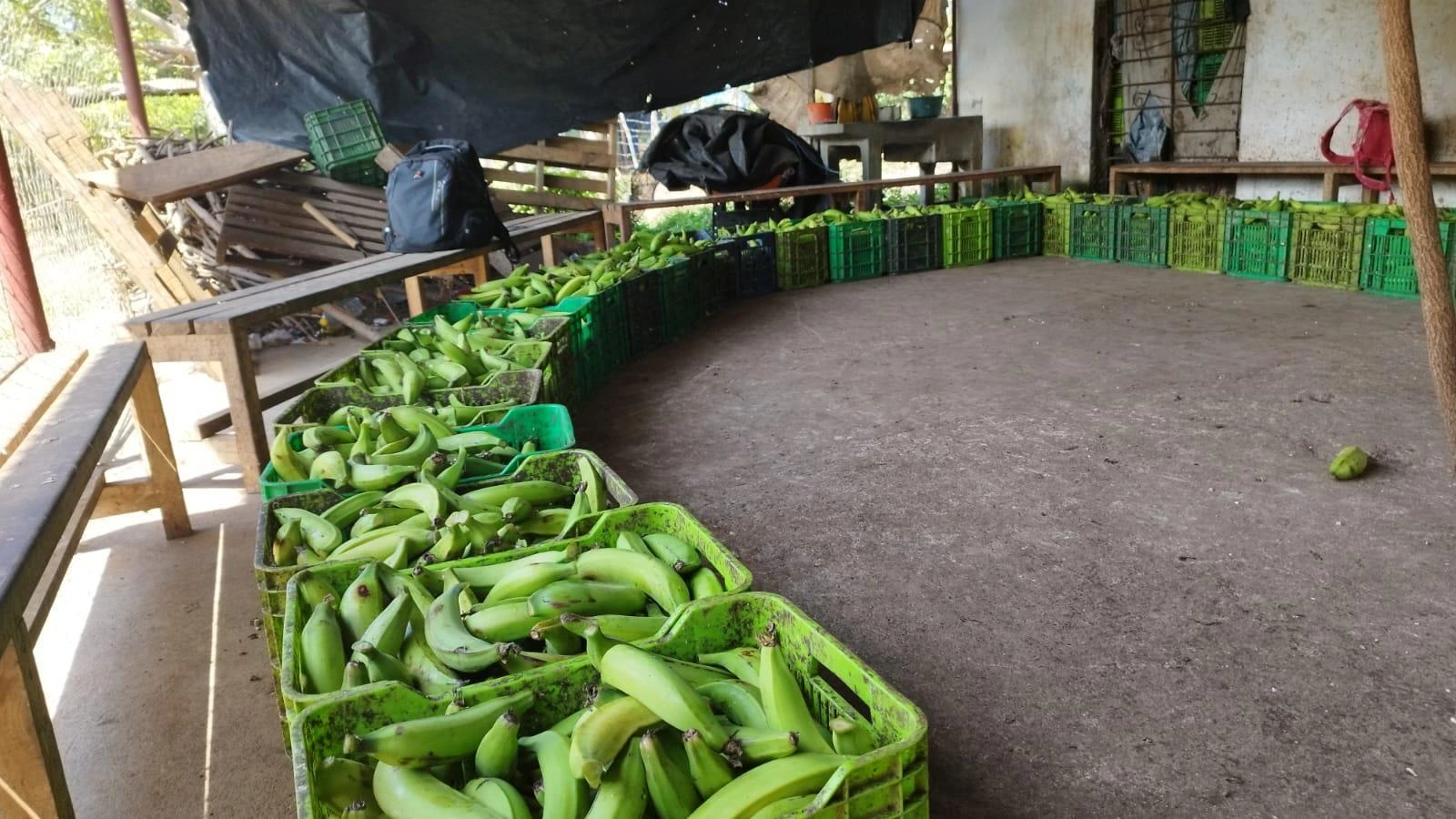 PLATANO5