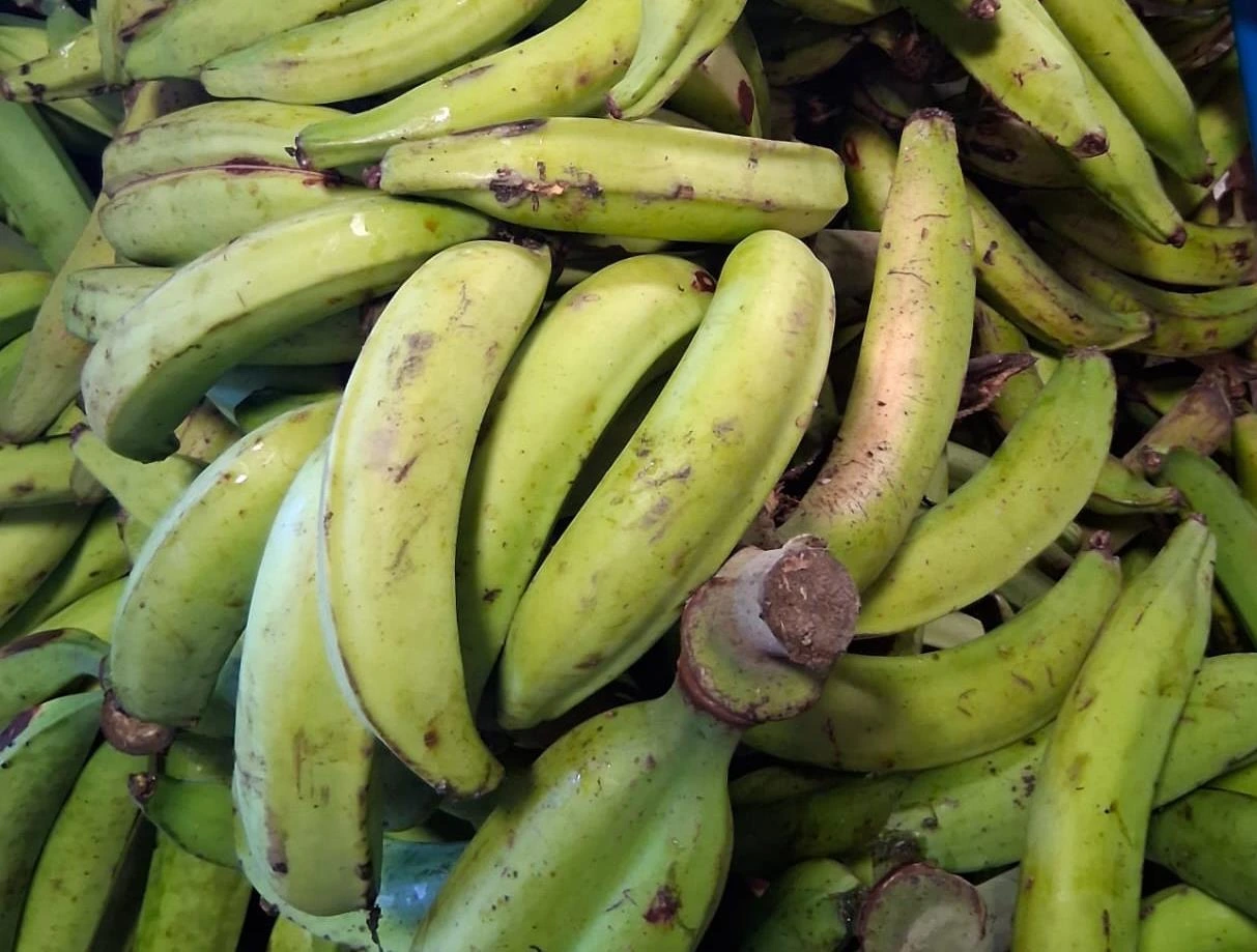 PLATANO6
