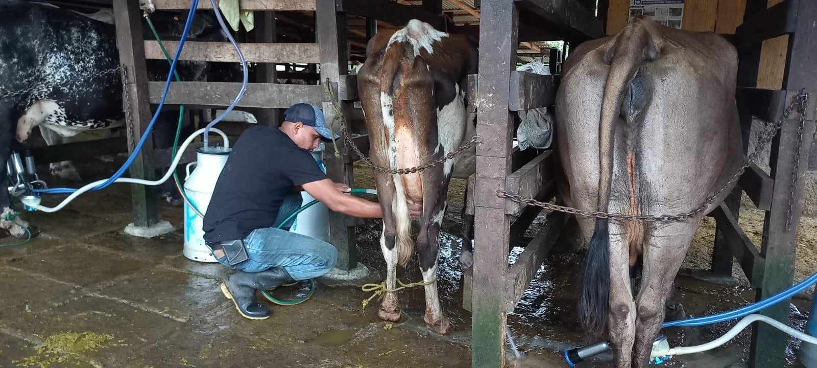 LECHE2