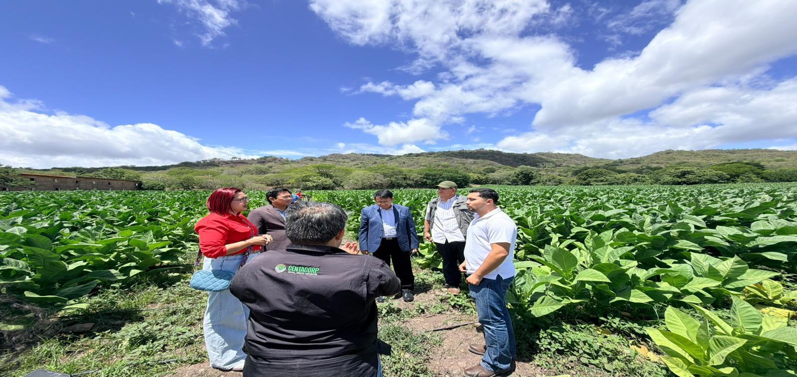Esteli--(13)