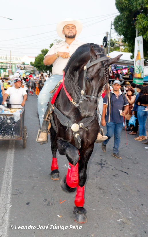 Hipica--(8)