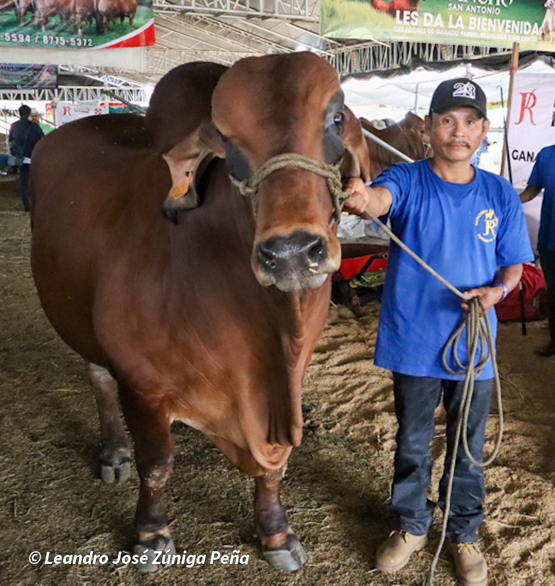 Feria-Ganadera-15