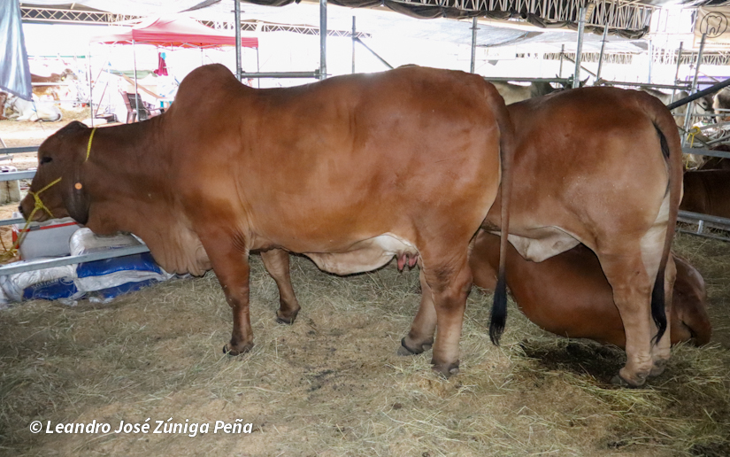 Feria-Ganadera-17