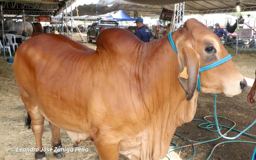 Feria-Ganadera-22