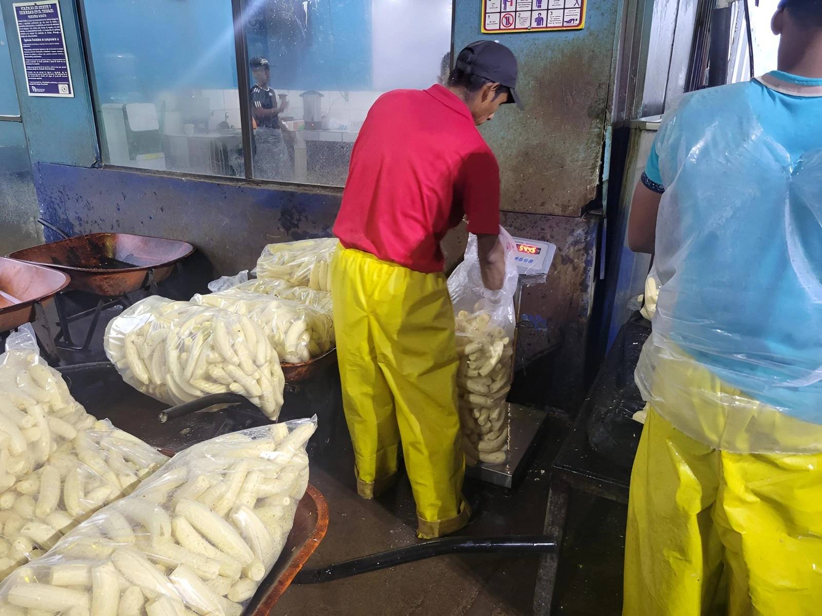 PLATANO5