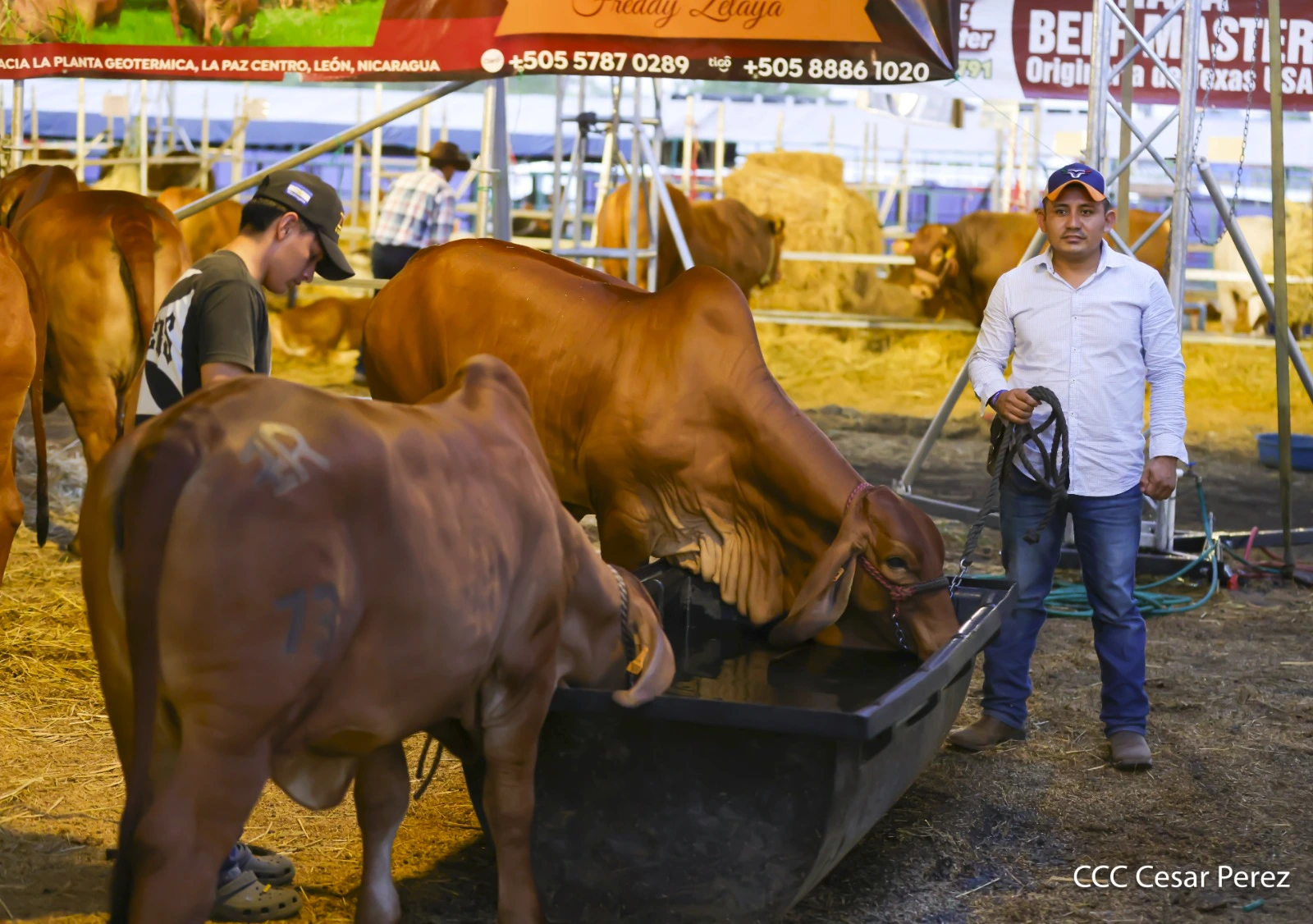 FERIA-(2)