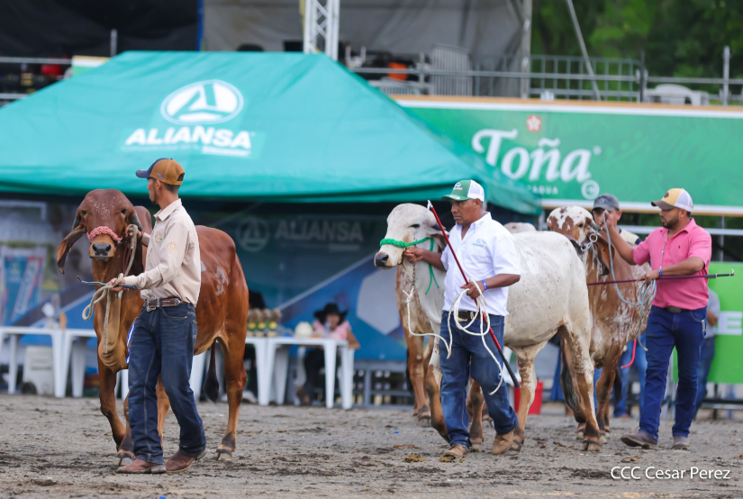 Feria--(8)