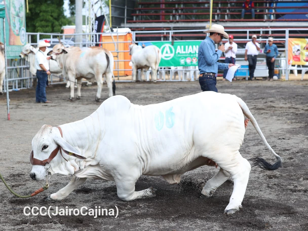 FERIA-(12)