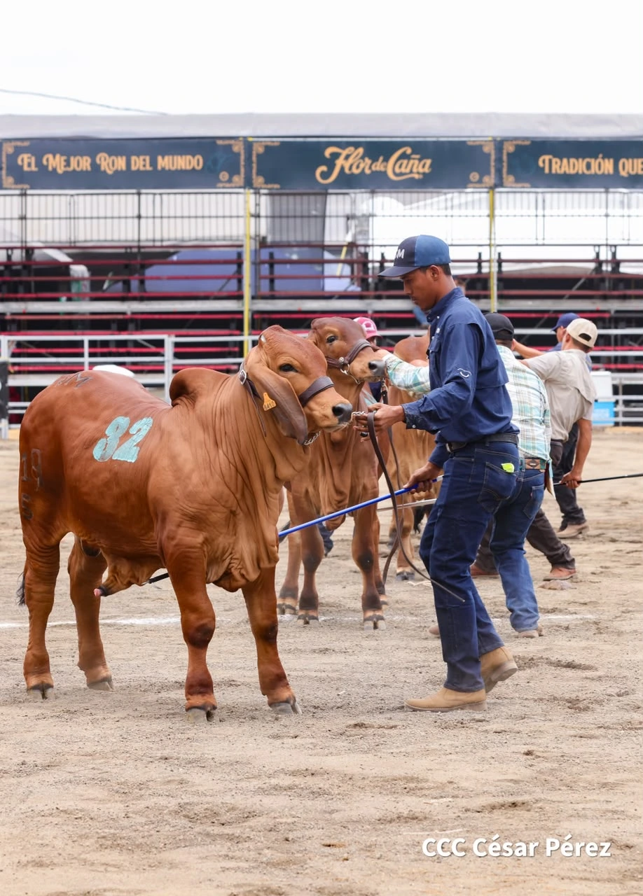 FERIA5