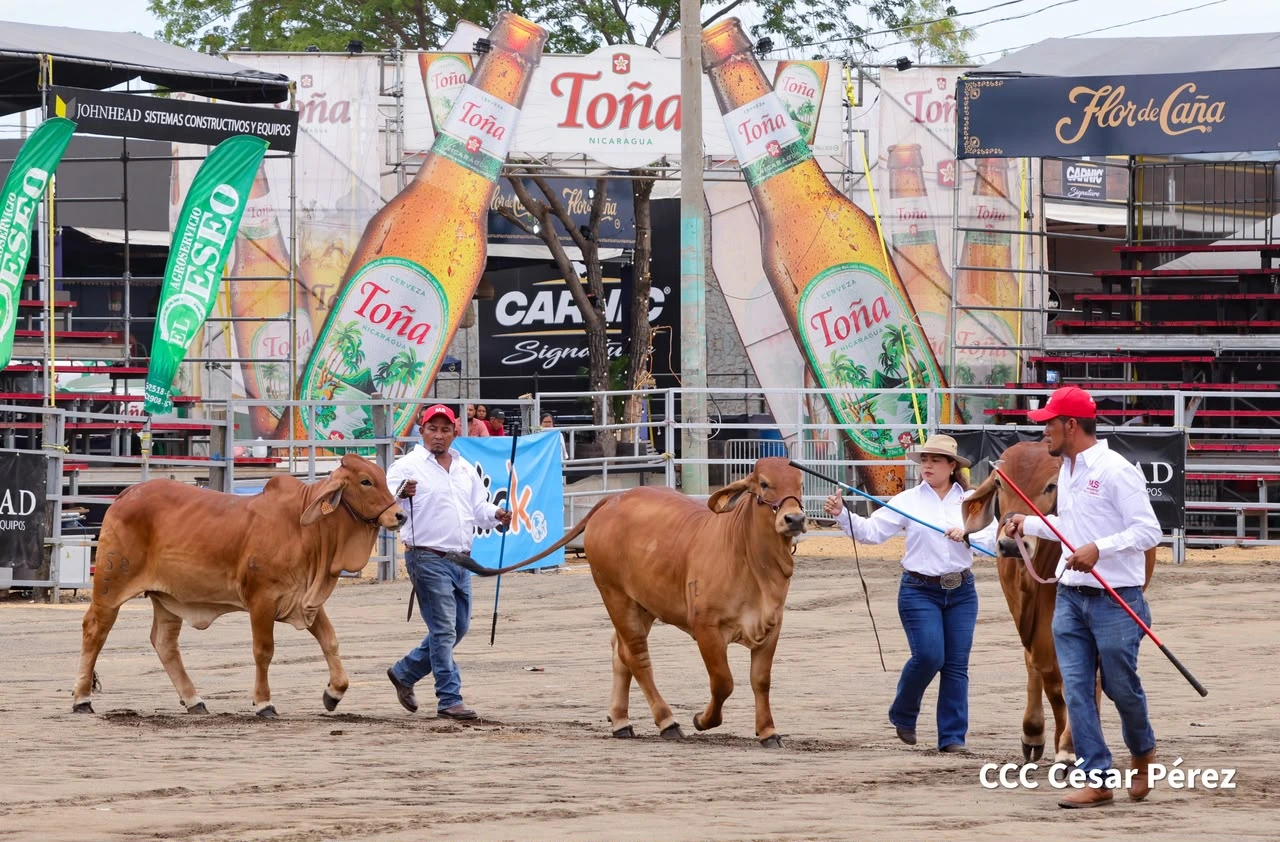 FERIA7
