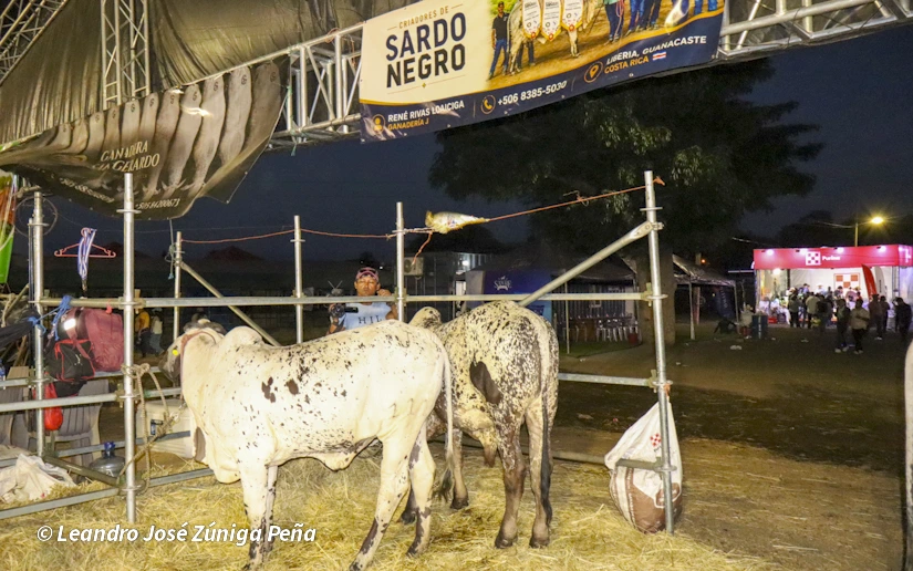 FERIA-(46)