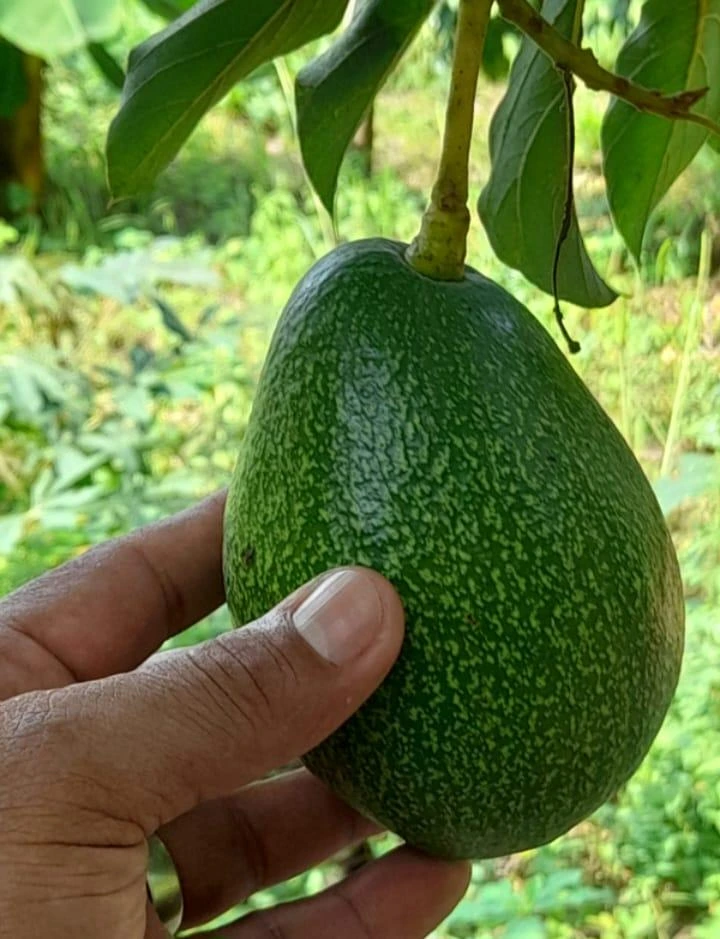 AGUACATE3