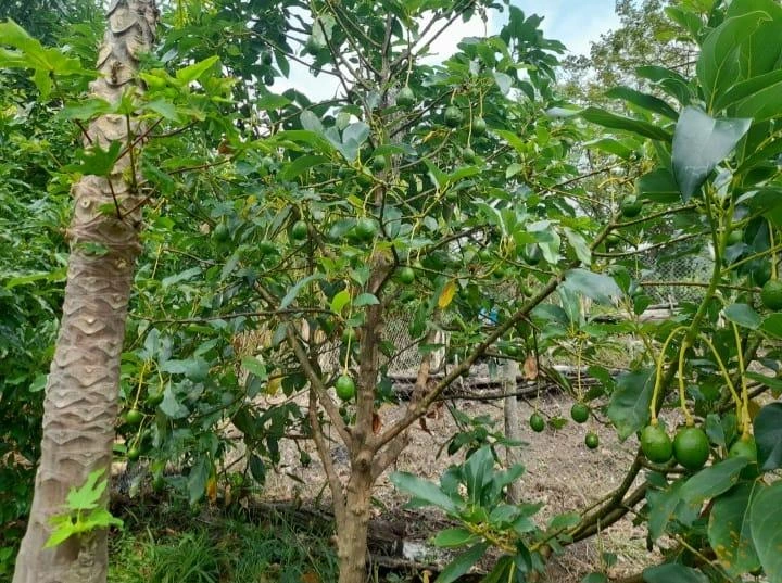AGUACATE4