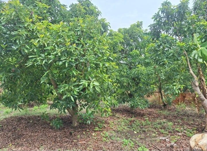 AGUACATE5