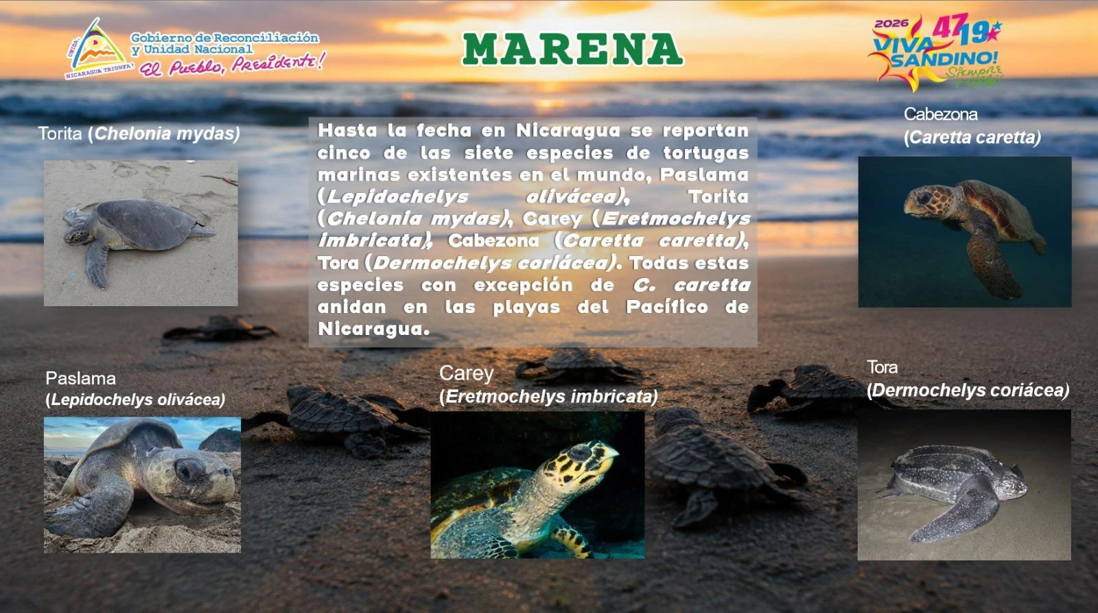 MARENA4