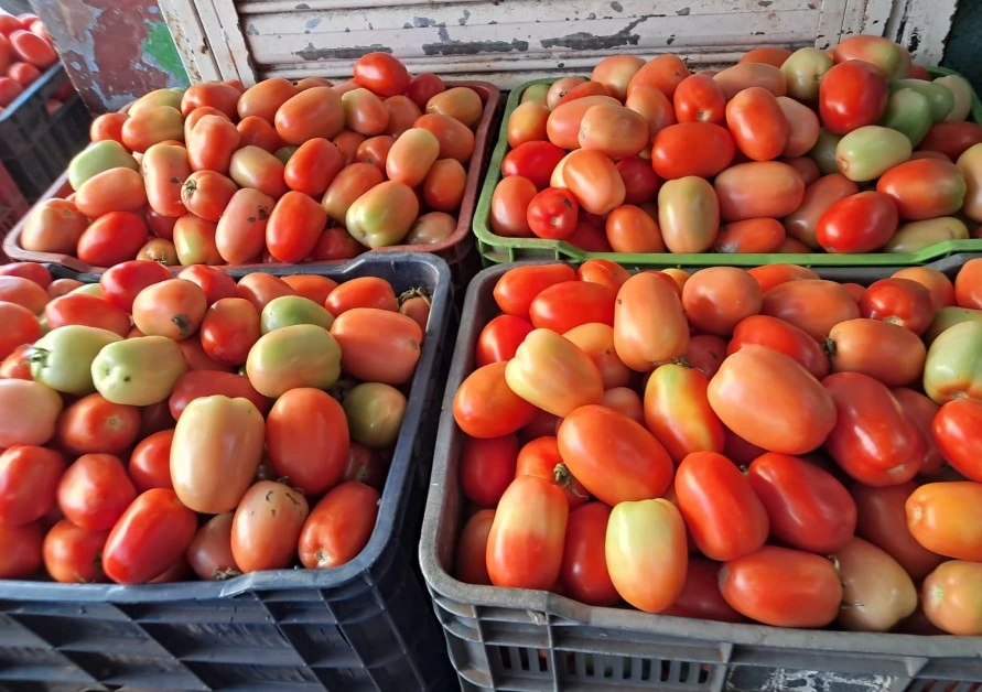 TOMATE2